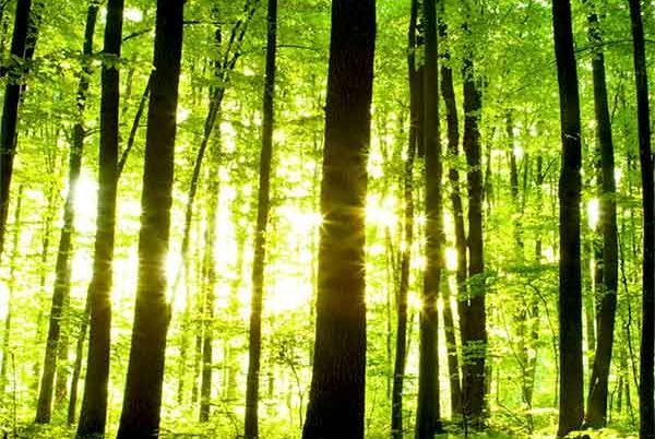 stage activation chakras par le mouvement